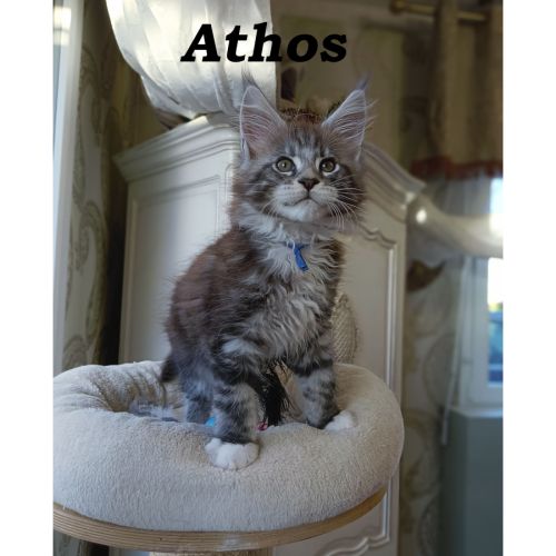 Chaton maine coon loof #1