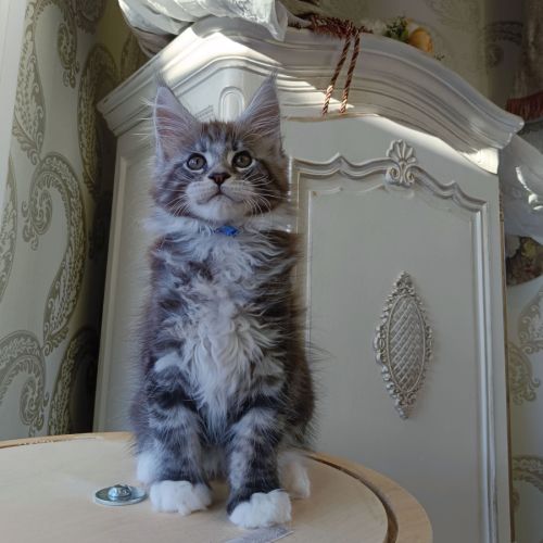 Chaton maine coon loof