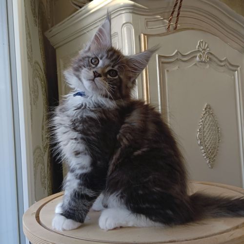 Chaton maine coon loof #3