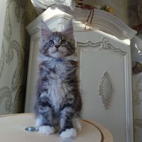 Chaton maine coon loof