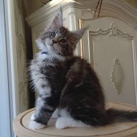 Chaton maine coon loof #3