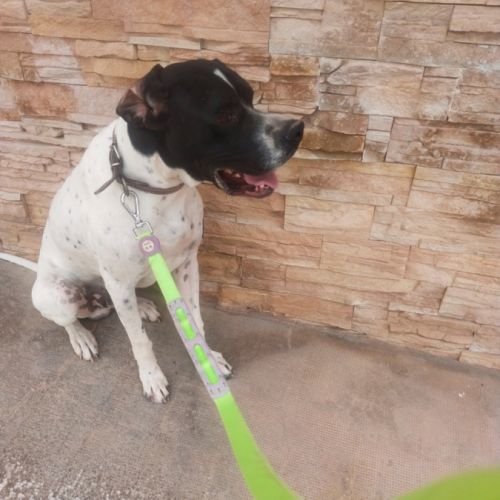 Oslo 2 ans,  magnifique pointer affectueux #1