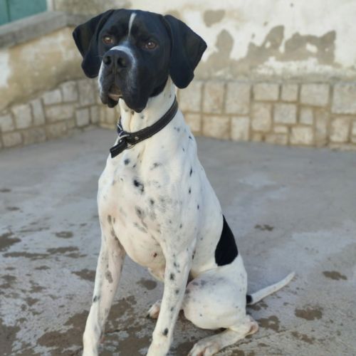 Oslo 2 ans,  magnifique pointer affectueux #0