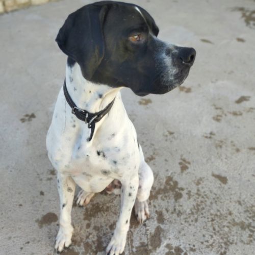 Oslo 2 ans,  magnifique pointer affectueux #4