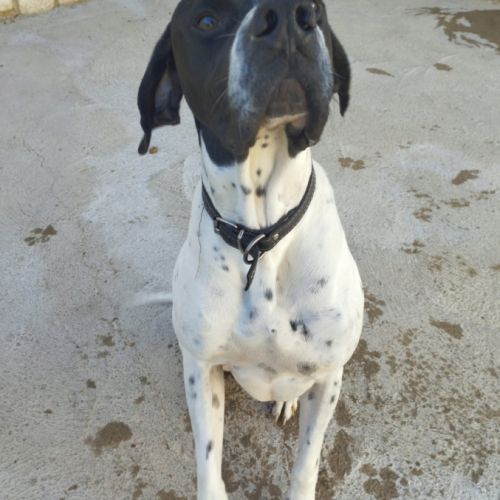 Oslo 2 ans,  magnifique pointer affectueux #5