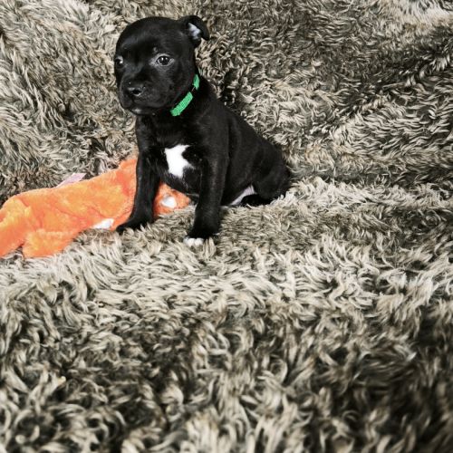 Chiots staffordshire bull terrier lof #2