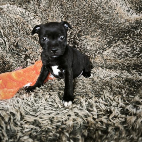 Chiots staffordshire bull terrier lof #0