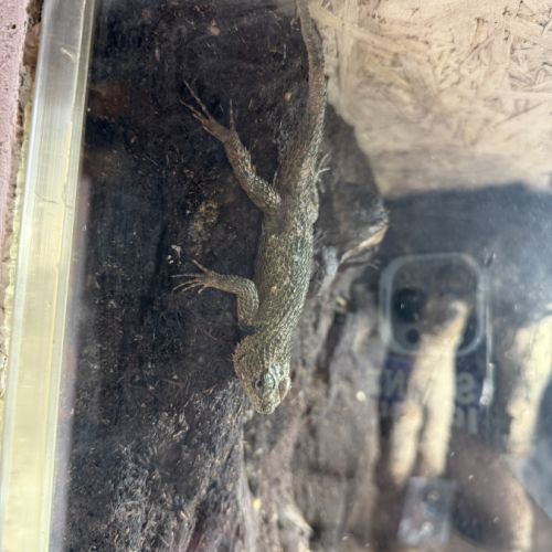 Couple de sceloporus #1