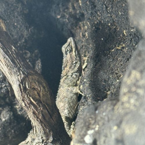 Couple de sceloporus