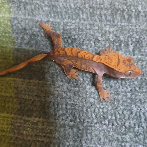 Jeunes geckos belles couleurs #1