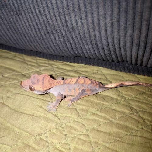 Jeunes geckos belles couleurs