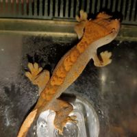 Jeunes geckos belles couleurs #2