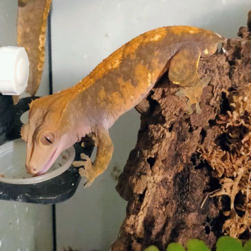 Donne gecko mâle 3ans belles couleurs (sans queue)