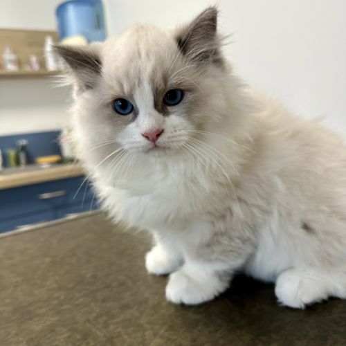 Adorable chaton ragdoll bicolore – “alaska” #1