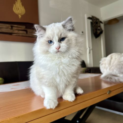 Adorable chaton ragdoll bicolore – “alaska” #2