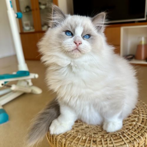 Adorable chaton ragdoll bicolore – “alaska” #0