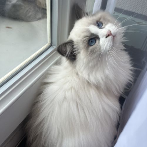Adorable chaton ragdoll bicolore – “alaska” #5