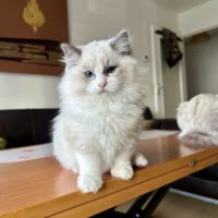 Adorable chaton ragdoll bicolore – “alaska” #2