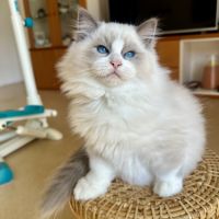 Adorable chaton ragdoll bicolore – “alaska”
