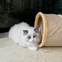 Adorable chaton ragdoll bicolore – “alaska” #4