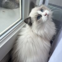 Adorable chaton ragdoll bicolore – “alaska” #5
