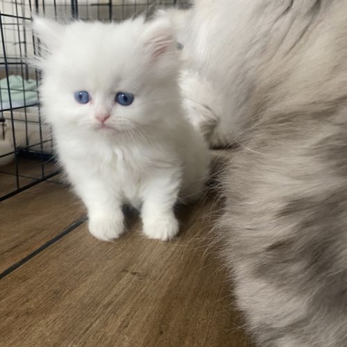 Chatons persans tout blancs disponibles #1