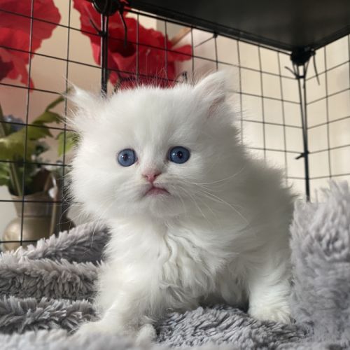 Chatons persans tout blancs à réserver #1