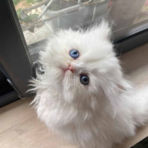 Chatons persans tout blancs à réserver #6