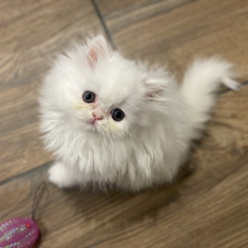 Chatons persans tout blancs à réserver #9