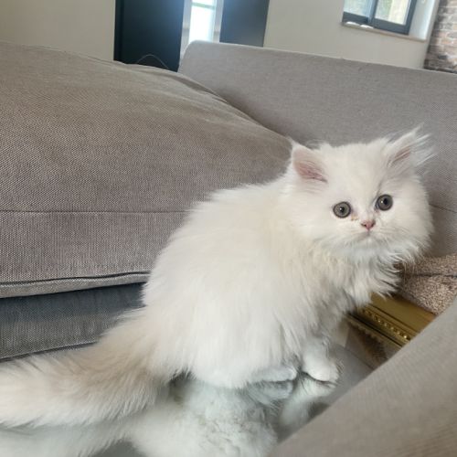 Chatons persans tout blancs à réserver #10