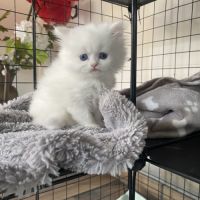 Chatons persans tout blancs disponibles #2
