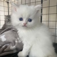 Chatons persans tout blancs à réserver #2
