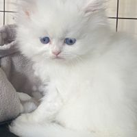 Chatons persans tout blancs à réserver #4