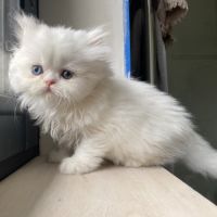 Chatons persans tout blancs à réserver
