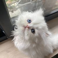 Chatons persans tout blancs à réserver #6