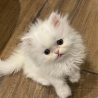 Chatons persans tout blancs à réserver #7