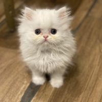Chatons persans tout blancs à réserver #8