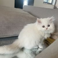 Chatons persans tout blancs à réserver #10