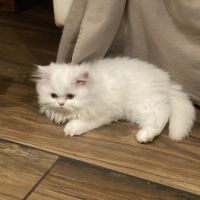 Chatons persans tout blancs disponibles #7