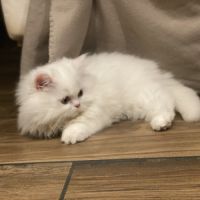 Chatons persans tout blancs disponibles #8