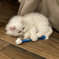Chatons persans tout blancs disponibles #9