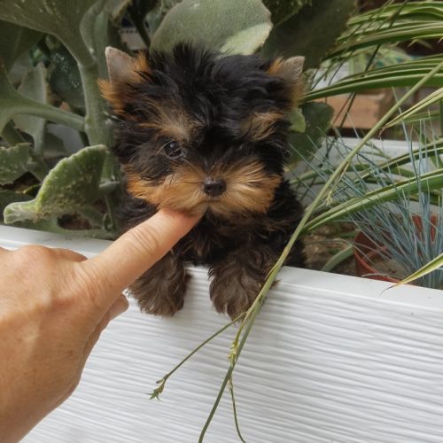 Splendides bébés yorkshires dépt 86 #1