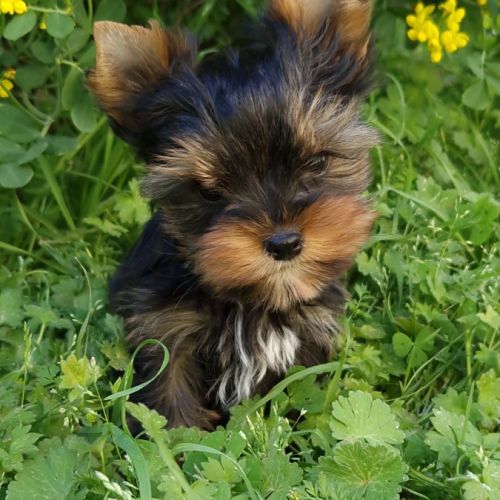 Splendides bébés yorkshires dépt 86 #2