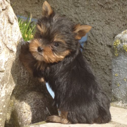 Splendides bébés yorkshires dépt 86 #3