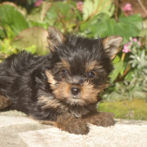 Splendides bébés yorkshires dépt 86 #4