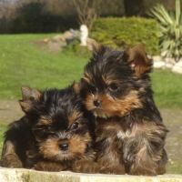 Splendides bébés yorkshires dépt 86