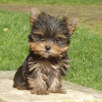 Splendides bébés yorkshires dépt 86 #7