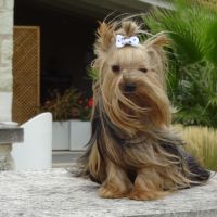 Splendides bébés yorkshires dépt 86 #8