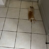 Mâle lapin nain à vendre