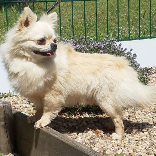 Superbe mâle chihuahua 6 ans dépt 86 #2